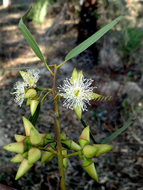  Flowering branch with inflorescences